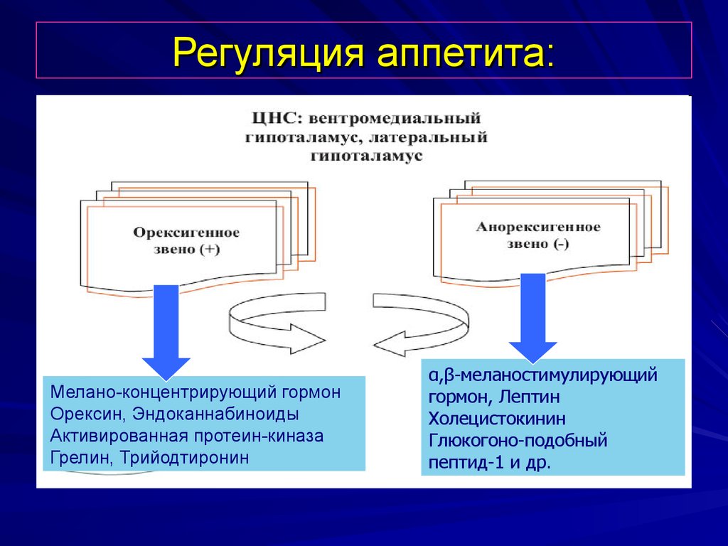 Схема регуляции пищевого поведения физиология