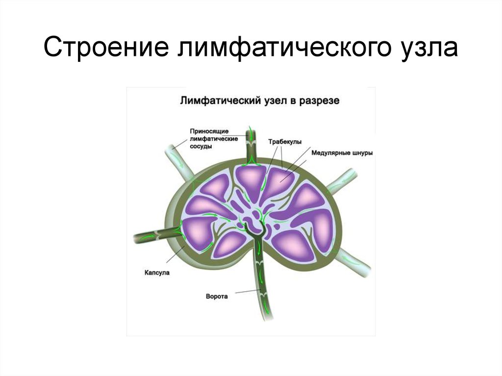 Лимфоузлы структурны. Строение лимфатического узла. Схема строения лимфатического узла рисунок. Строение лимфатического узла анатомия. Схему строения тимуса, лимфатического узла..