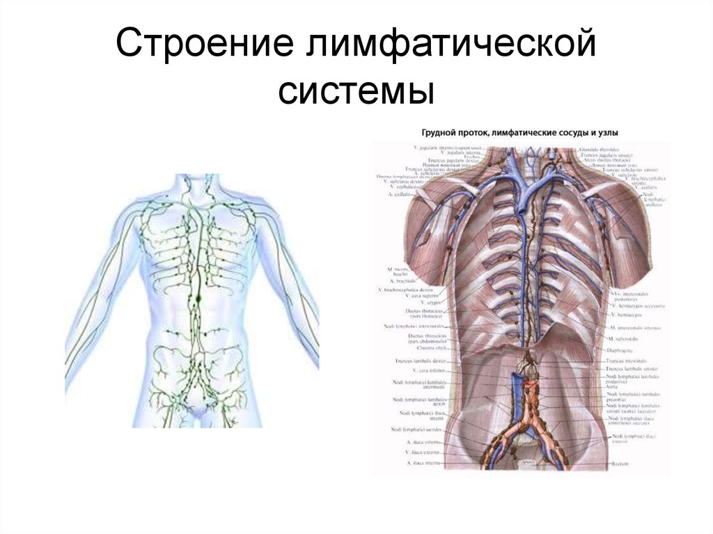 Расширение лимфатического протока. Грудной проток лимфатической системы анатомия. Грудной лимфатический проток схема. Топография грудного протока. Топография внутригрудного лимфатического протока..