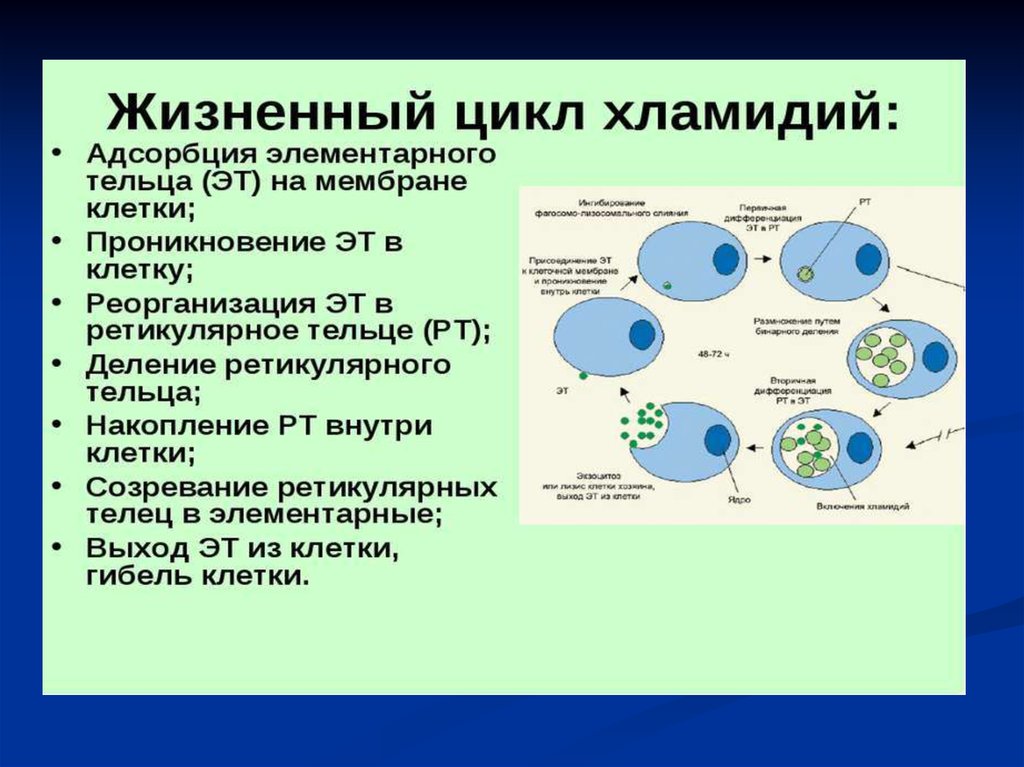 Хламидии причины