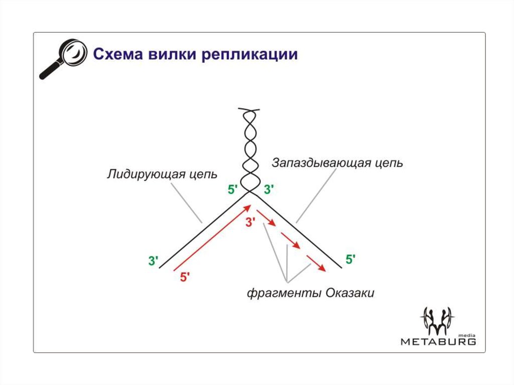 Схема репликативной вилки