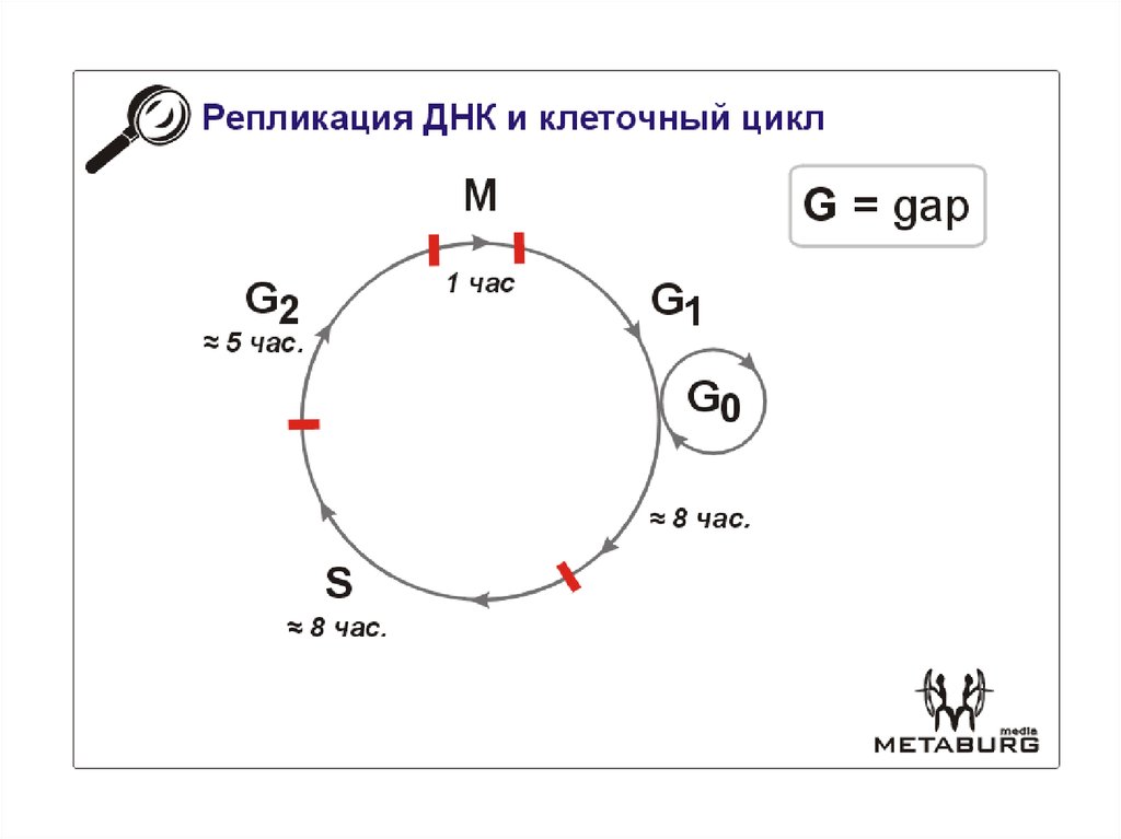 Клеточный цикл схема егэ