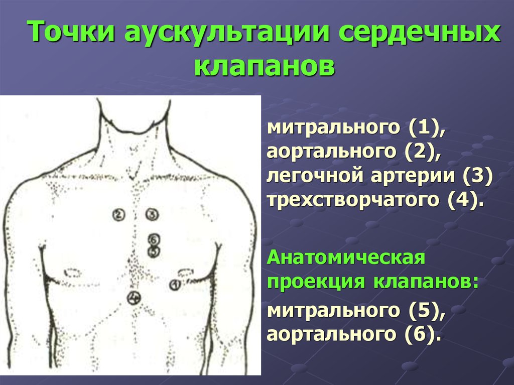 Аорта выслушивается. Точка выслушивания митрального клапана. Точки аускультации клапанов сердца. Точка выслушивания аортального клапана. Точка выслушивания митрального клапана сердца.