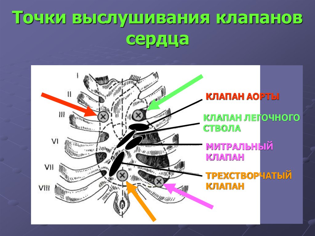 Точки выслушивания сердца