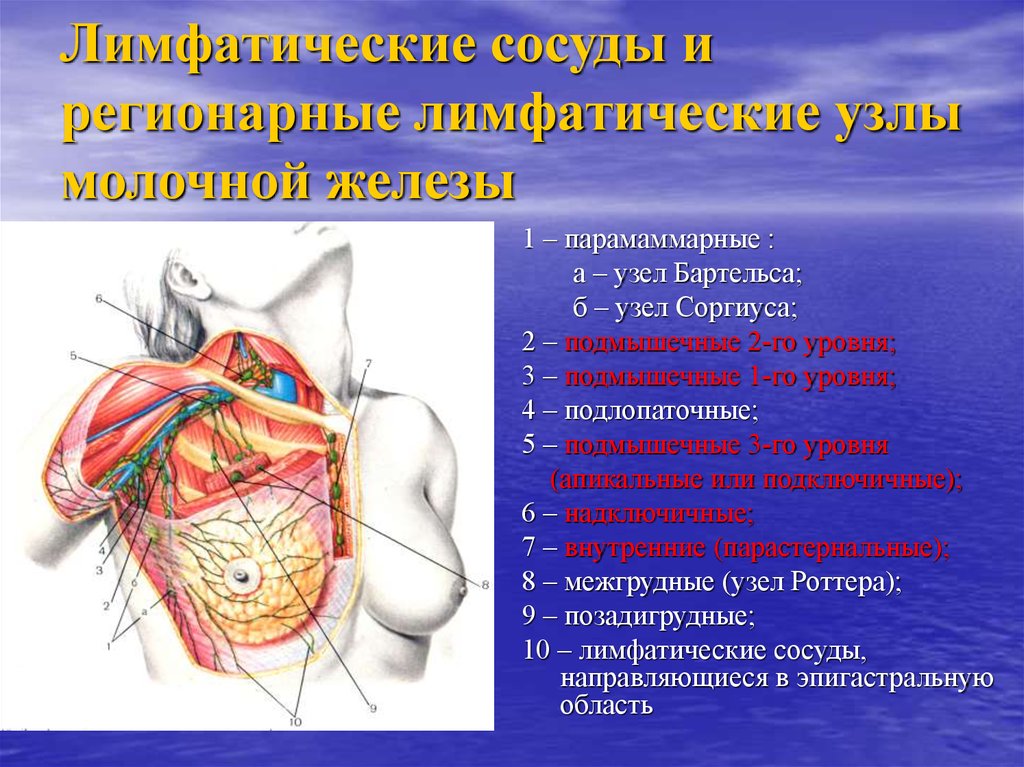 Схема лимфооттока от молочной железы топографическая анатомия