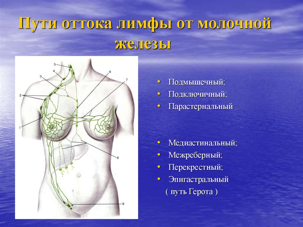 Схема лимфооттока от молочной железы