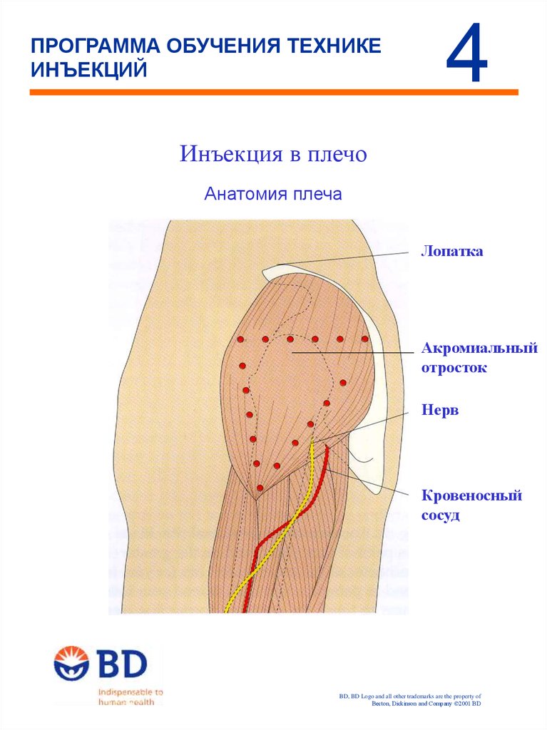 Укол в плечо внутримышечно схема