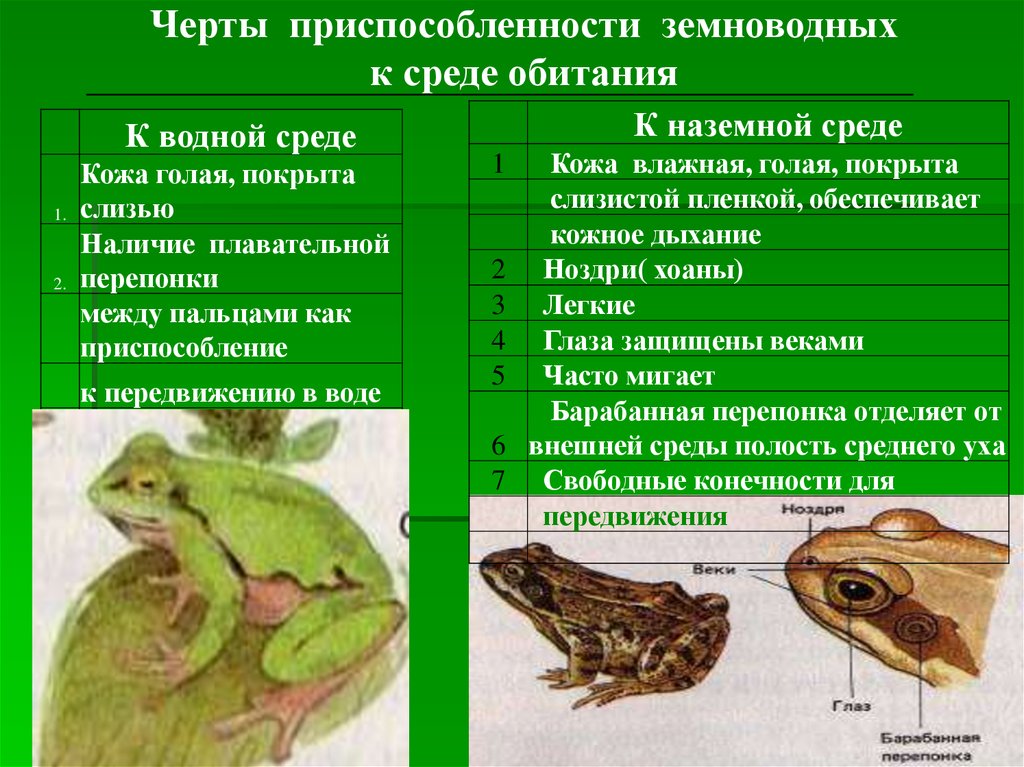 Для земноводных характерен тип развития. Внешнее строение лягушки класс земноводные или амфибии. Приспособленность земноводных.