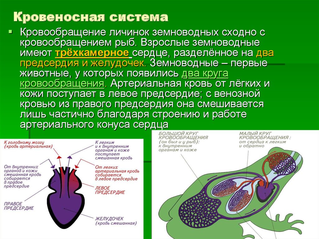 Характеристика сердца земноводных. Кровеносная система земноводных круги кровообращения. Два круга кровообращения у амфибий. Функции кровеносной системы у земноводных. Строение кровеносной системы земноводных.