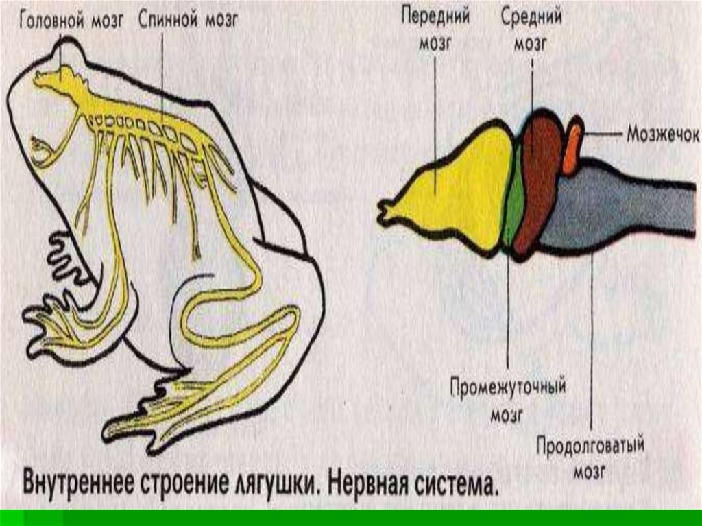 Строение мозга лягушки. Нервная система земноводных амфибий. Нервная система система земноводных. Схема строения нервной системы лягушки. Внутреннее строение лягушки нервная система.