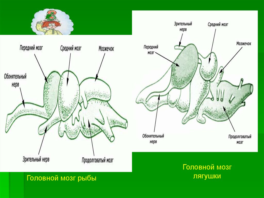 Функция головного мозга лягушки. Мозг лягушки. Продолговатый мозг лягушки. Строение головного мозга лягушки. Средний мозг у лягушки.