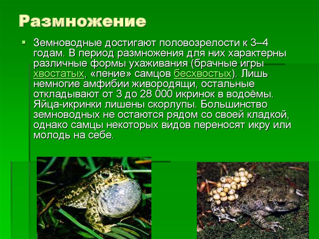 Особенности образа жизни лягушки. Среда обитания земноводных амфибии. Образ жизни земноводных. Образ жизни амфибий. Образ жизни бесхвостых земноводных.