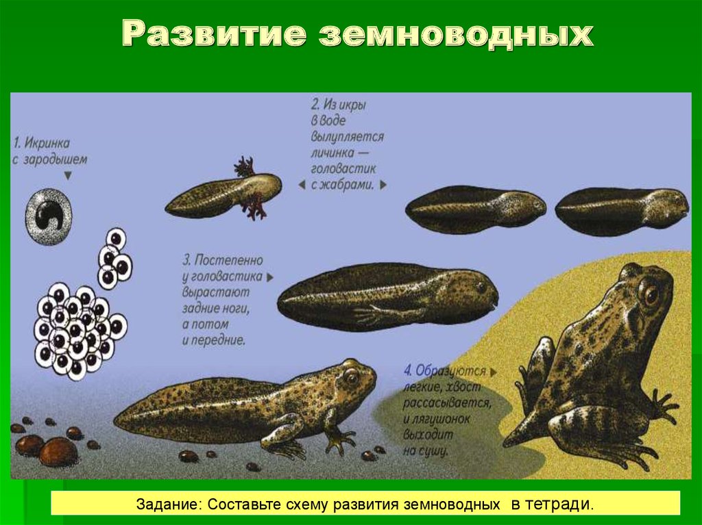 Для земноводных характерен тип развития. Этапы развития головастика лягушки. Схема стадии развития головастиков лягушек. Этапы размножения лягушки. Икра головастик лягушка этапы развития.