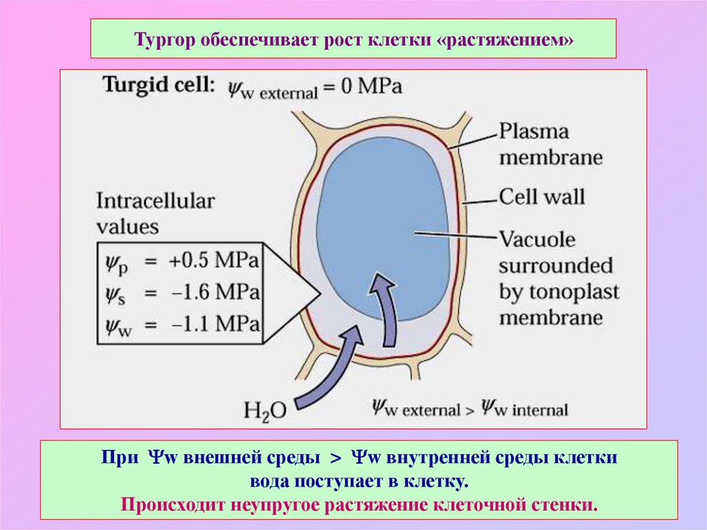 Давление клеток. Тургор клетки. Тургортное давление кл. Тургорное давление клетки. Что обеспечивает Тругор клетки.