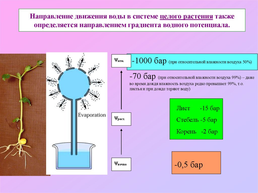 Направление растений. Механизмы верхнего концевого двигателя воды по растению. Механизм движения воды по растению. Перемещение воды по растению. Водный потенциал растений.