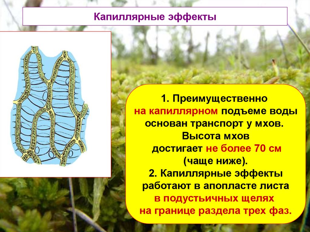 1 большей частью. Водный режим растений. Этапы водного режима растений. Водный обмен растений.