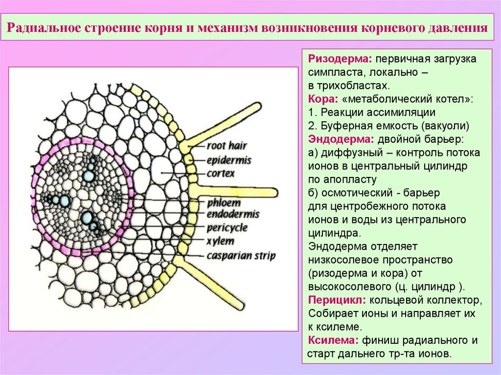 Рисунок первичное строение корня