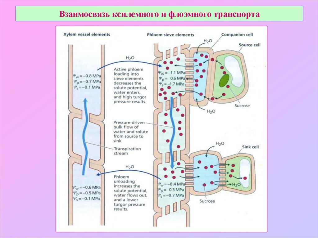 Схема транспорта в растении. Механизм флоэмного транспорта. Транспорт у растений. Апопластный и симпластный транспорт.