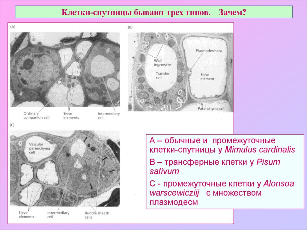 Водно солевой обмен биохимия презентация