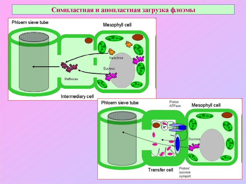 Симпластный апопластный вакуолярный пути транспорта веществ и их значение презентация