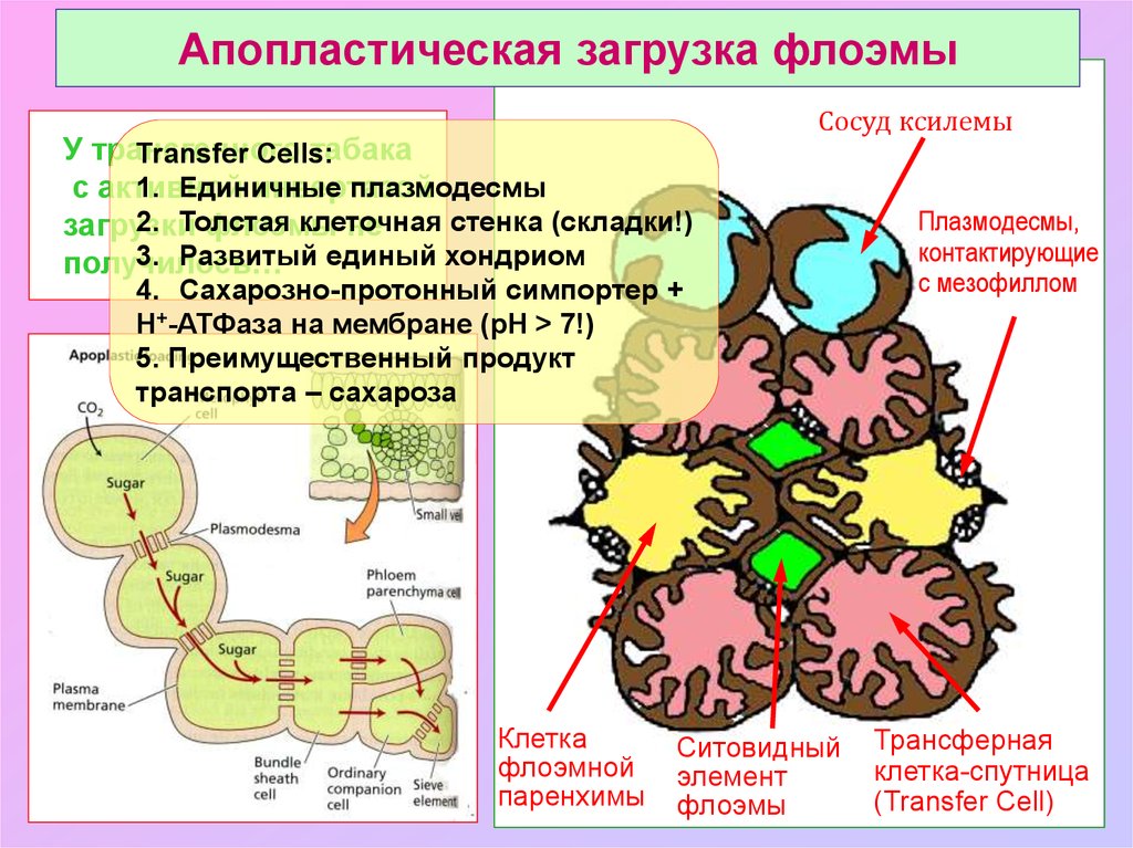 Транспорт веществ у растений значение. Апопласт это у растений. Апопластный путь транспорта веществ. Путь по апопласту и симпласту. Симпластный путь транспорта веществ.