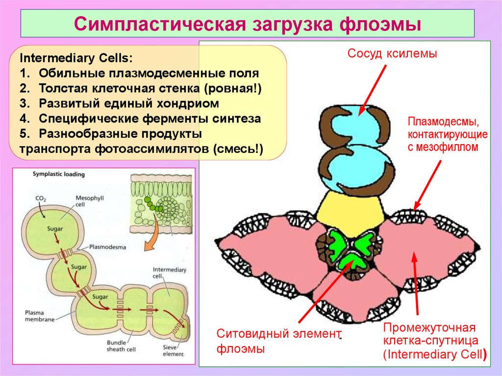 Симпластный апопластный вакуолярный пути транспорта веществ и их значение презентация