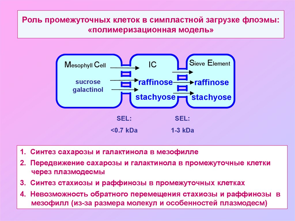 Симпластный апопластный вакуолярный пути транспорта веществ и их значение презентация