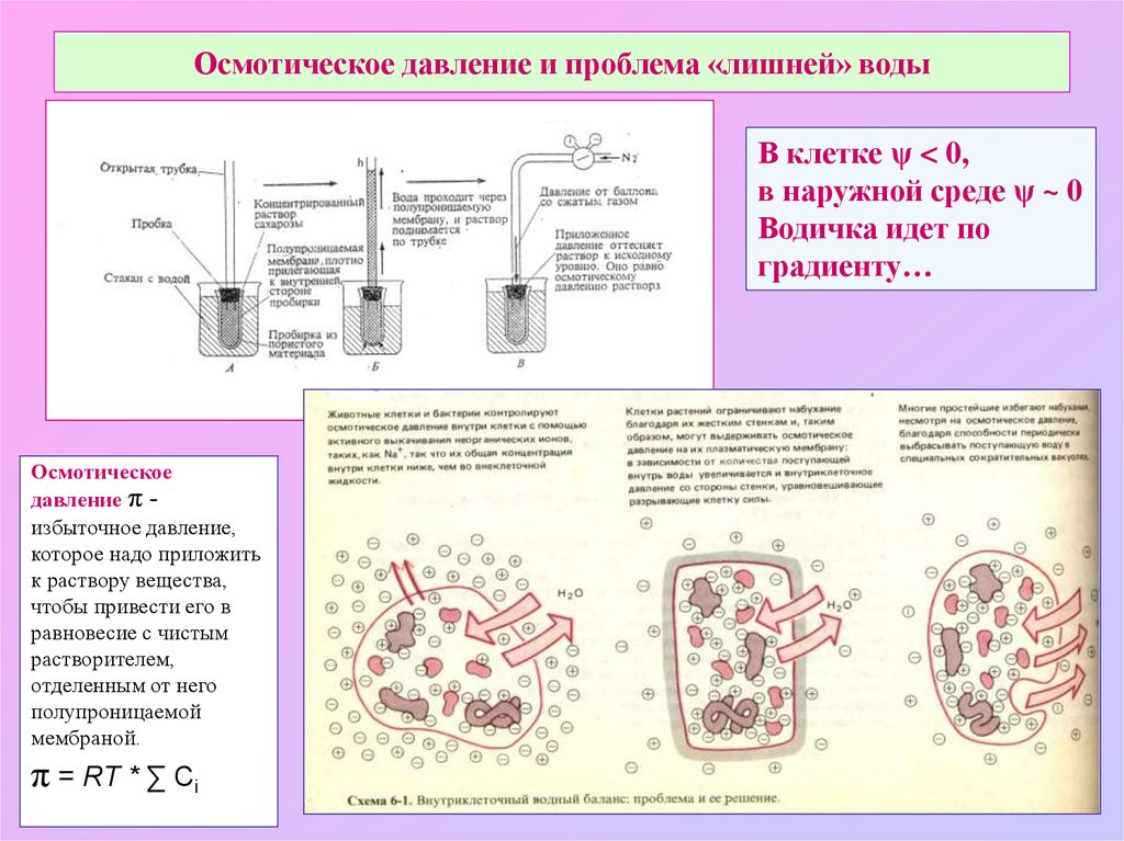 Вода в клетках растений. Осмотическое давление в клетке. Осмотическое давление растений. Осмотическое давление в клетке растений. Осмотическое давление в растительной клетке.