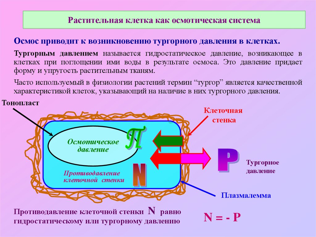 Привести к появлению. Осмос тургор плазмолиз. Тургорное давление в растительных клетках. Осмотическое давление в клетке растений. Клетка как осмотическая система.