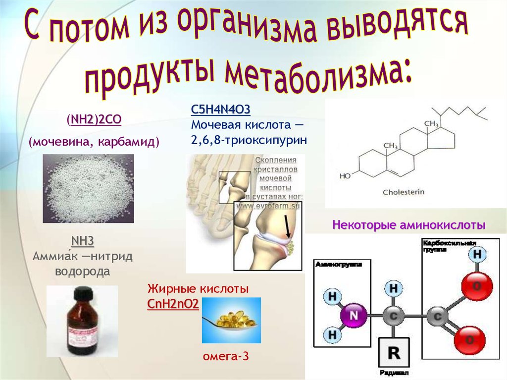 С потом из организма выводятся продукты метаболизма: