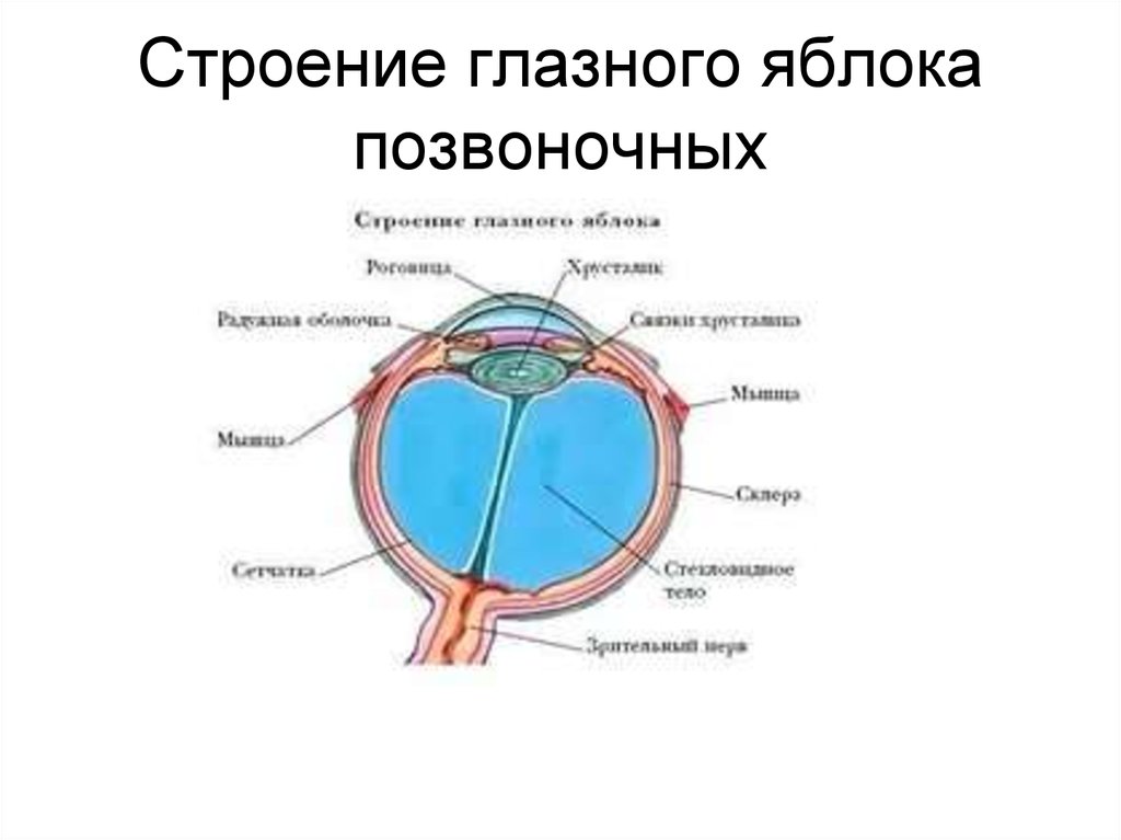 Глазное яблоко строение