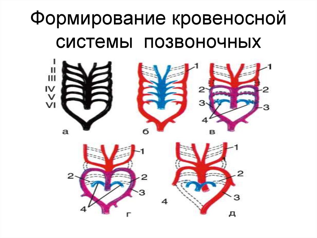 Сердца хордовых рисунок