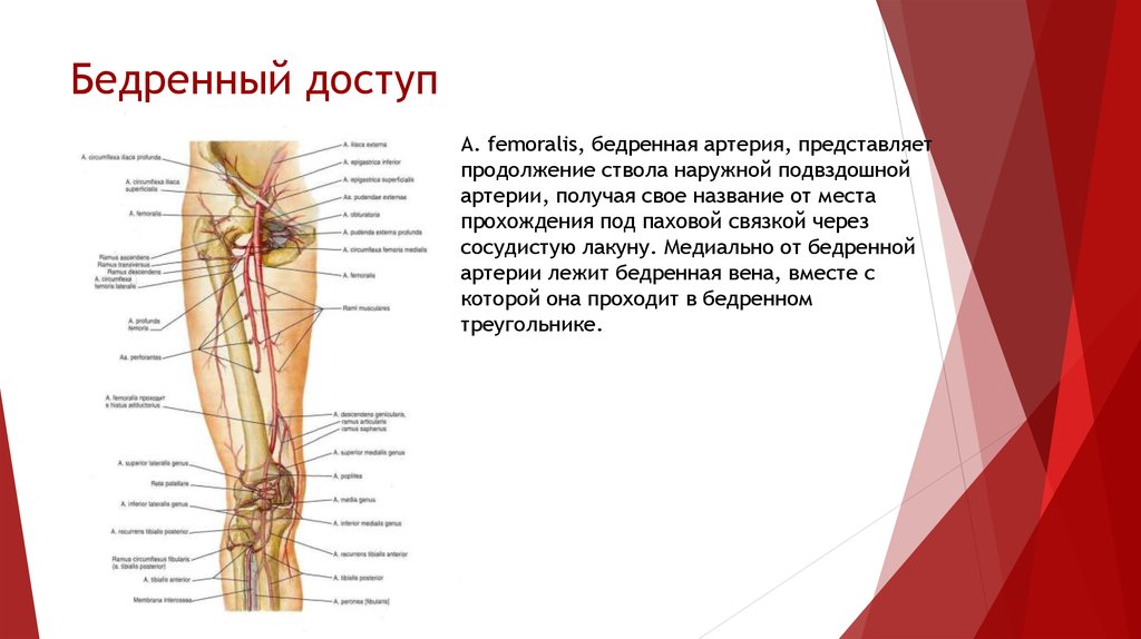 Проекционная линия бедренной артерии. Проекция перевязки бедренной артерии. Бедренная артерия анатомия. Бедренная Вена от бедренной артерии располагается:. Бедренная Вена в бедренном треугольнике.