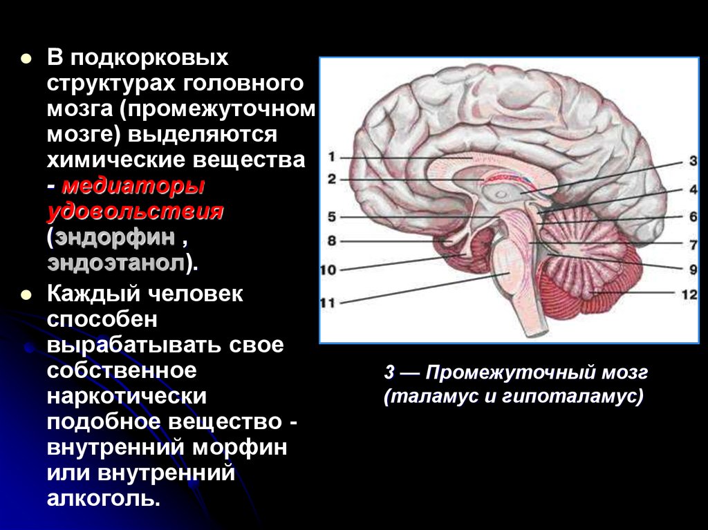 Неспецифические изменения мозга. Корковые и подкорковые центры мозга. Корковые и подкорковые отделы головного мозга.