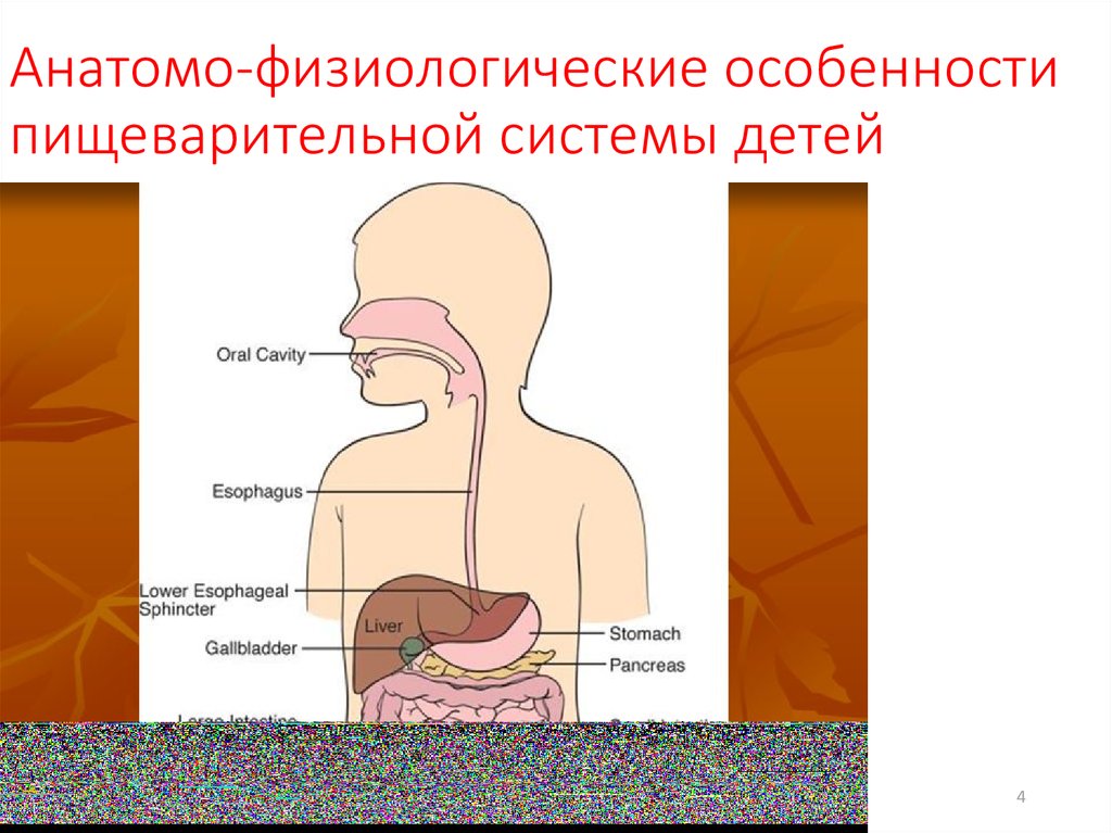 Укажите особенности пищеварительной системы рака