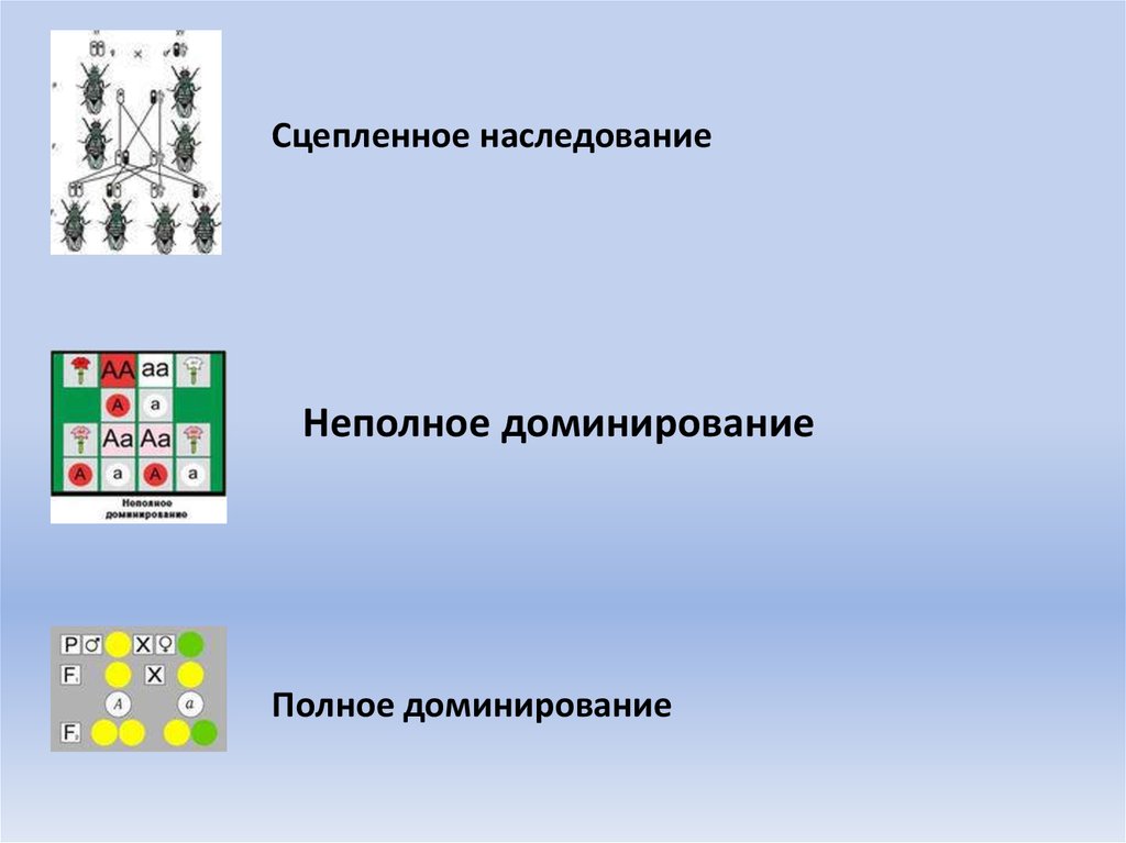Неполное доминирование