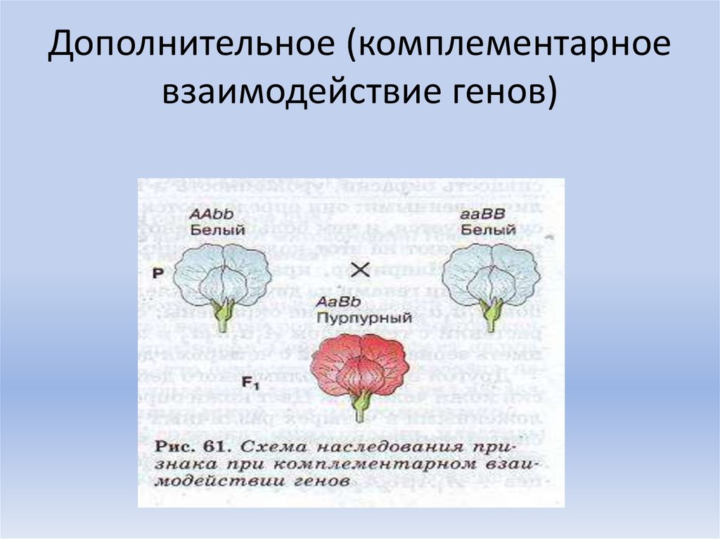 Дополнительное (комплементарное взаимодействие генов)