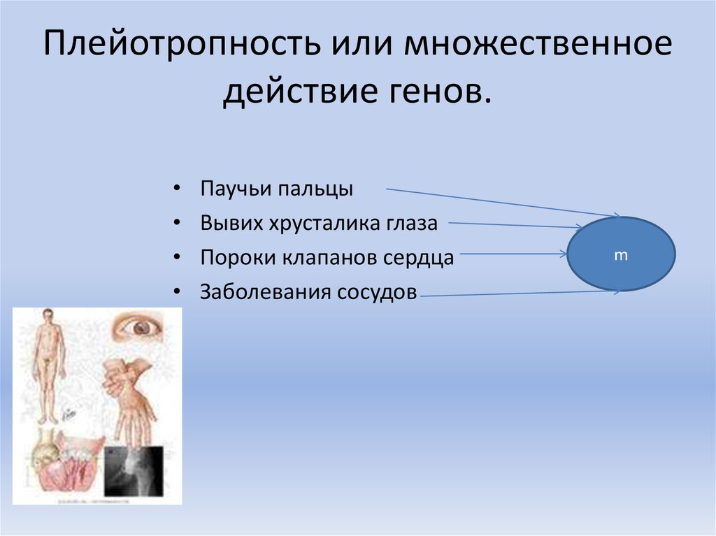 Плейотропное действие генов презентация