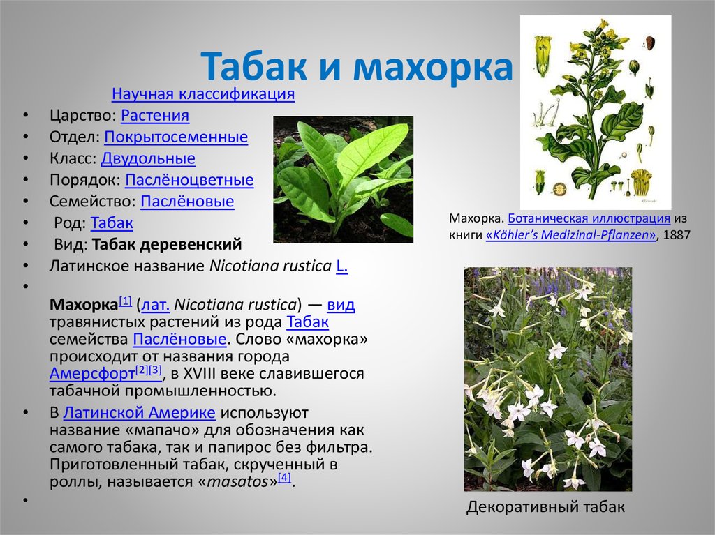 1 вид растения. Систематика табак душистый. Душистый табак махорка. Табак широколистный ядовитое растение. Табак Пасленовые.