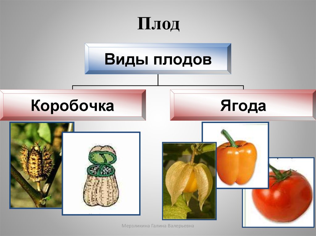 Как отличить плод