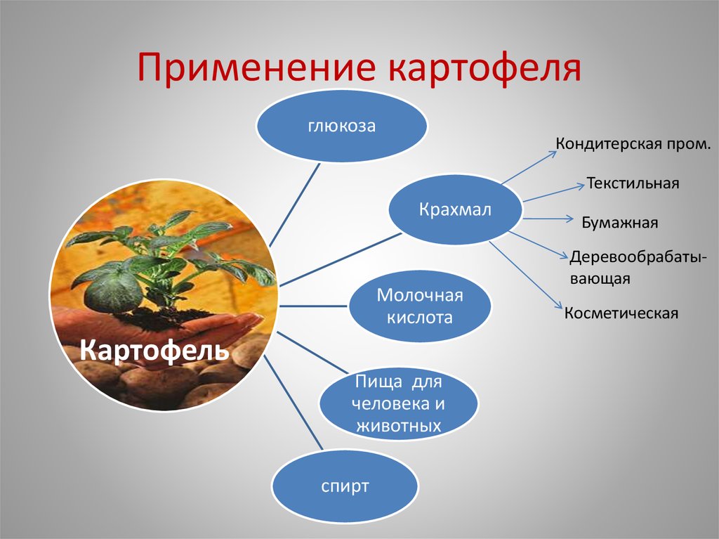 Биохимия картофеля презентация