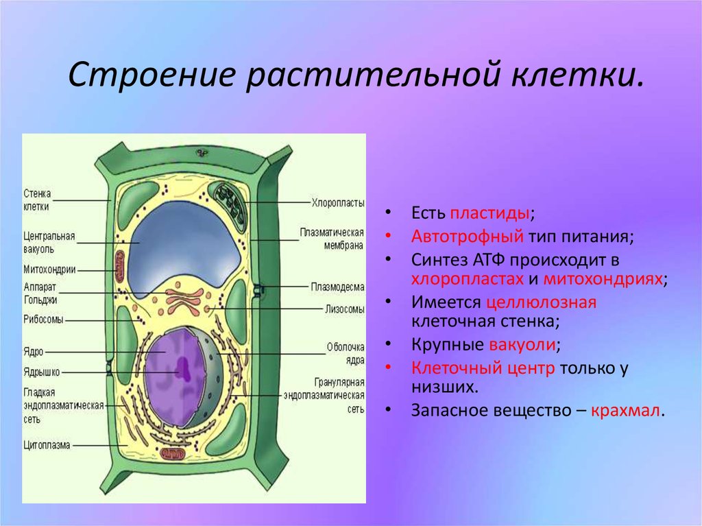 Организация строения клеток. Обобщенная схема растительной клетки. Структура растительной клетки 6 класс биология. Основные составляющие растительной клетки. Строение растительной клетки 6 кл.