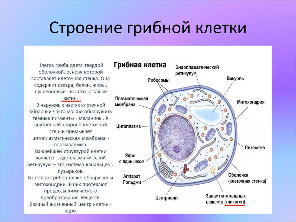 В клетках грибов есть ядро. Строение эукариотической клетки грибов. Эукариотическая клетка грибная. Строение эукариотической клетки гриба. Строение грибной клетки микробиология.
