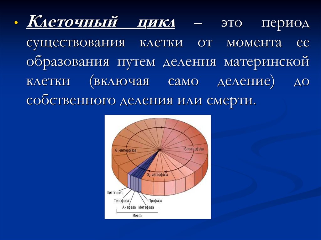 Само деление. Период существования клетки от момента ее образования. Период жизни клетки от момента ее образования до деления называется.. Период существования клетки от одного деления до другого-. Период жизни клетки от деления до деления называется.