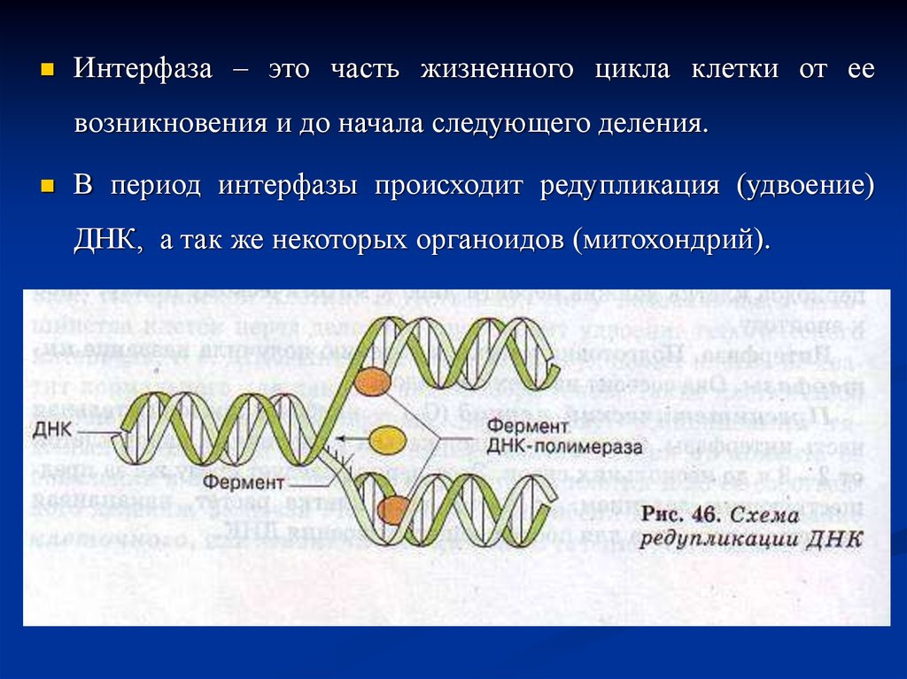 Фазы деления днк