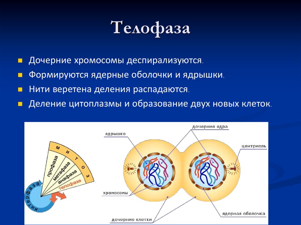 В телофазе формируется ядерная оболочка