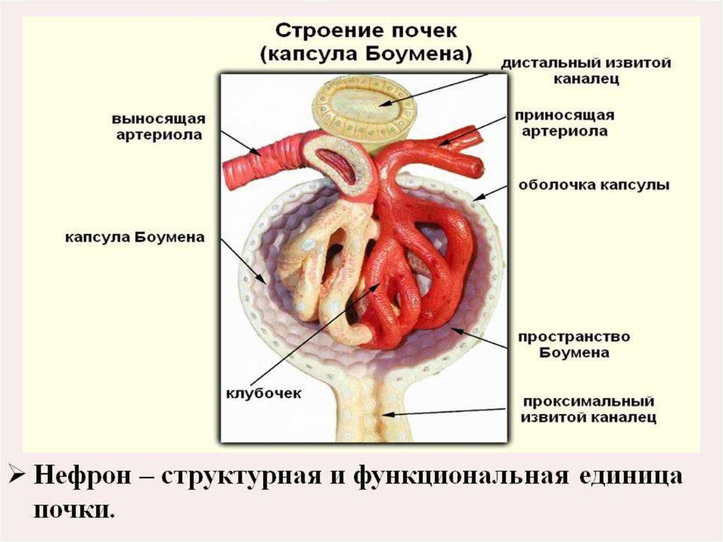 Капсула боумена