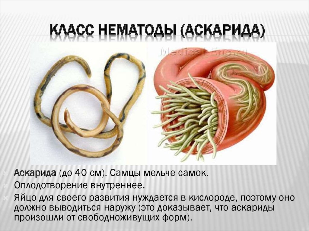 Почему круглых червей. Тип круглые черви аскарида человеческая. Круглые черви нематоды аскарида. Круглые черви, класс Nematoda;. Нематода человеческая аскарида.
