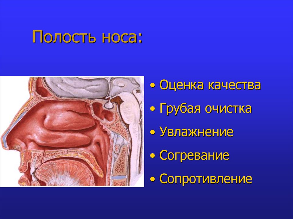 Полость носа: