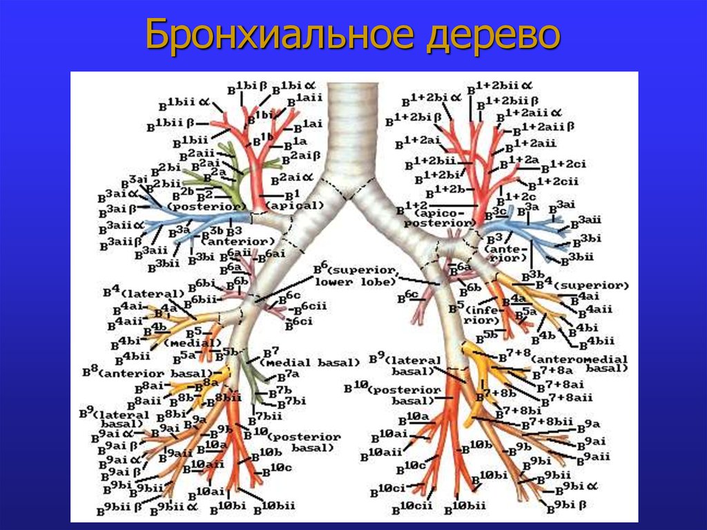 Деление бронхиального дерева схема